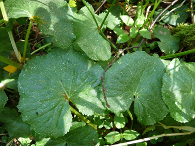 Feuilles basilaires possédant un limbe arrondi et crénelé porté par un long pétiole tandis que les supérieures sont sessiles. Agrandir dans une nouvelle fenêtre (ou onglet)